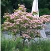 Baumschule  Cornus kousa chinensis Rosabella