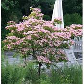Baumschule  Cornus kousa chinensis Rosabella