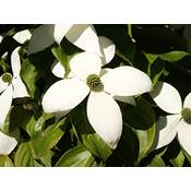 Baumschule Gold Blumen-Hartriegel Vergleich
