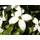 Baumschule Gold Blumen-Hartriegel