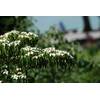 Baumschule Gold Cornus kousa chinensis
