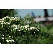Baumschule Gold Cornus kousa chinensis