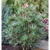 Baumschule Japanische Schirmtanne Beauty Green