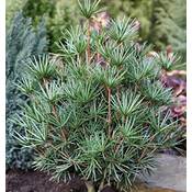 Baumschule Japanische Schirmtanne Beauty Green