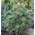 Baumschule Japanische Schirmtanne Beauty Green