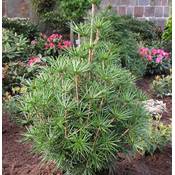 Baumschule Japanische Schirmtanne Green Diamond Vergleich