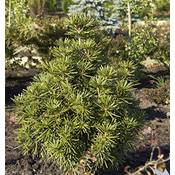 Baumschule Japanische Schirmtanne Vergleich