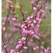 Baumschule Kanadischer Judasbaum Oklahoma Vergleich