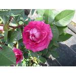 ADR-Rose