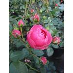 Baumschule Pflanzenvielfalt 2022 24110916