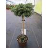 ‎Baumschule Pflanzenvielfalt Abies koreana Kristallkugel