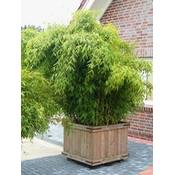 Baumschule Pflanzenvielfalt Bambus-Pflanze