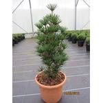 Baumschule Pflanzenvielfalt Beauty Green - Sciadopitys verticillata