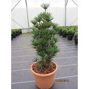 Baumschule Pflanzenvielfalt Beauty Green - Sciadopitys verticillata