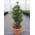 Baumschule Pflanzenvielfalt Beauty Green - Sciadopitys verticillata