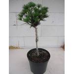 Baumschule Pflanzenvielfalt Japanische Schirmtanne Kobito