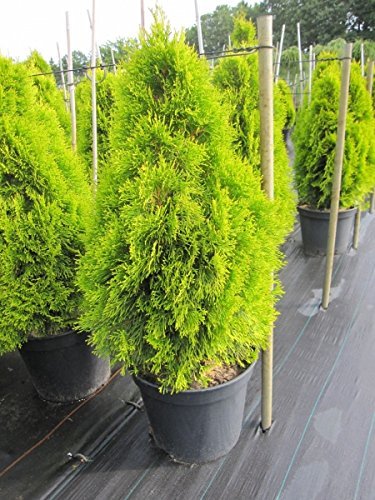 Thuja Test & Vergleich  Top 11 im Juni 2026
