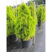 Baumschule Pflanzenvielfalt Thuja occidentalis Golden Smaragd