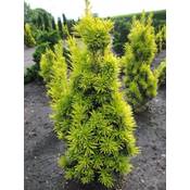 ‎Baumschule Pflanzenvielfalt U40212