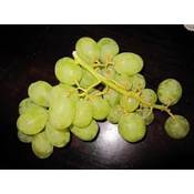 ‎Baumschule Pflanzenvielfalt Vitis vinifera Sugraone