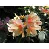 Baumschule Pflanzenvielfalt Zinnoberroter Rhododendron