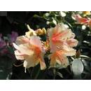 Baumschule Pflanzenvielfalt Zinnoberroter Rhododendron
