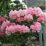 Baumschule Rhododendron Loreley