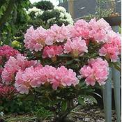 Baumschule Rhododendron Loreley