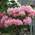 Baumschule Rhododendron Loreley
