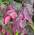 Baumschule Roter Judasbaum Forest Pansy