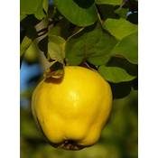 Baumschule Wedrowski W Quitte Leskovac