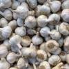 Beringmeier Samen und Saaten Pflanzknoblauch