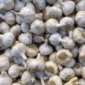 Beringmeier Samen und Saaten Pflanzknoblauch