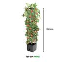 Bio Green MT 1 AQ