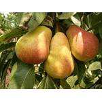 Birnenbaum