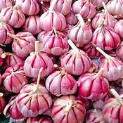 Bloom Green Knoblauch Bonsai Vergleich
