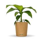 Bloomify Bananenpflanze Bob