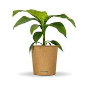Bloomify Bananenpflanze Bob Vergleich