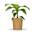 Bloomify Bananenpflanze Bob