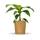 Bloomify Bananenpflanze Bob