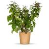 Bloomify Bio Brombeere Bernd