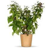 Bloomify Bio Brombeere Bernd