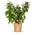Bloomify Bio Brombeere Bernd