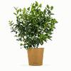 Bloomify Blaubeere Bodo