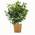 Bloomify Blaubeere Bodo