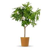 Bloomify Mandelbaum Vergleich