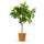 Bloomify Mandelbaum