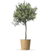 Bloomify Olivenbaum Olivia