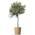 Bloomify Olivenbaum Olivia