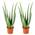 Bloomique Aloe Vera Pflanze